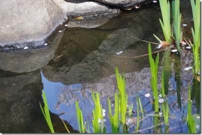 水の底が写せるぞぉヽ(´ー｀)ノ