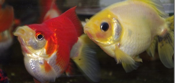 みゅ 爺です こんばんわｗ 金魚ビギナーですが 何か