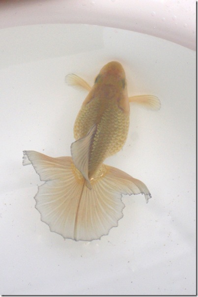 土佐錦の美 土佐錦魚（トサキン）の美 - メルカリ