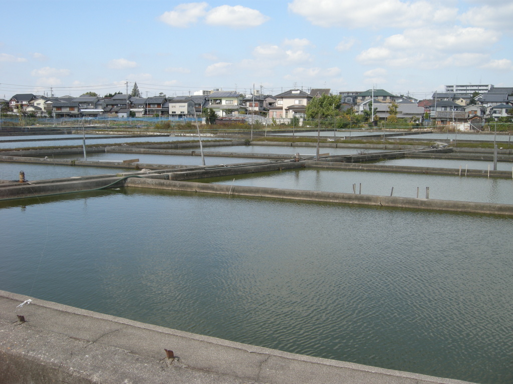 大和郡山の金魚養殖池の風景