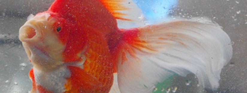 金魚で落ち込み金魚でアガるｗｗｗ