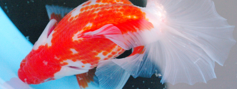 土佐錦魚の美 土佐錦魚の美 - メルカリ
